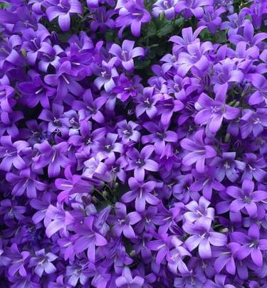 عکس پس زمینه گوشی یاسی