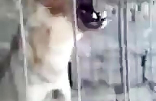 عکس جنگ سگ سرابی با گرگ