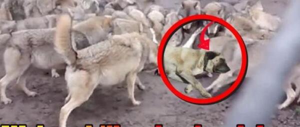 عکس جنگ سگ سرابی با گرگ
