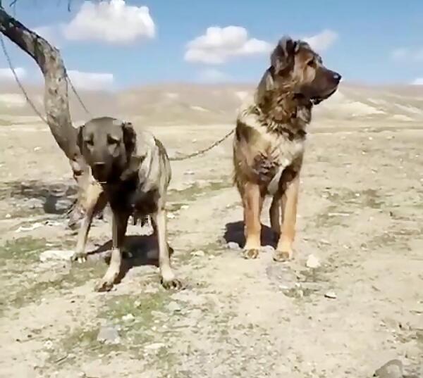 عکس جنگ سگ سرابی با گرگ