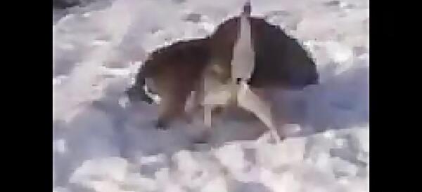 عکس جنگ سگ سرابی با گرگ