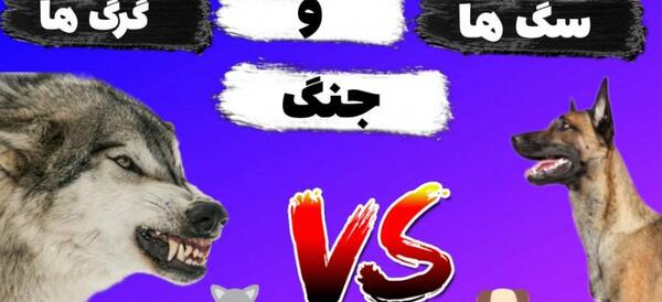 عکس جنگ سگ سرابی با گرگ