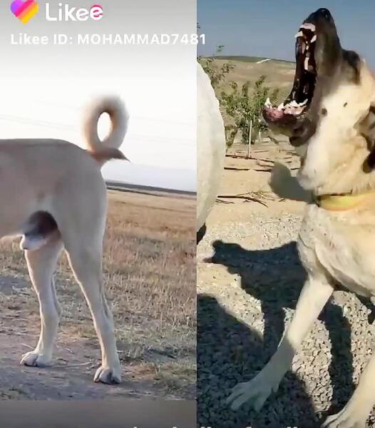 عکس جنگ سگ سرابی با گرگ