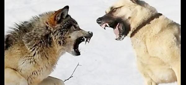 عکس جنگ سگ سرابی با گرگ