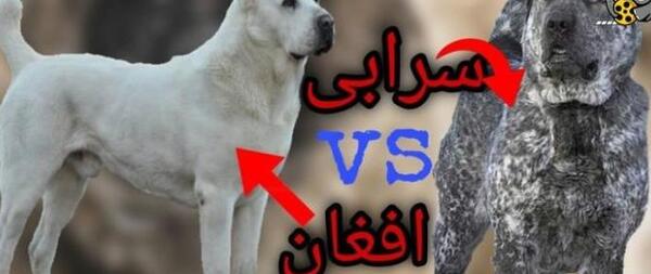 عکس و فیلم سگ سرابی