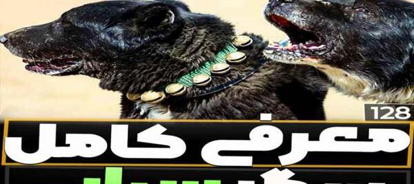 عکس و فیلم سگ سرابی