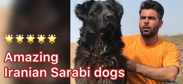 عکس و فیلم سگ سرابی