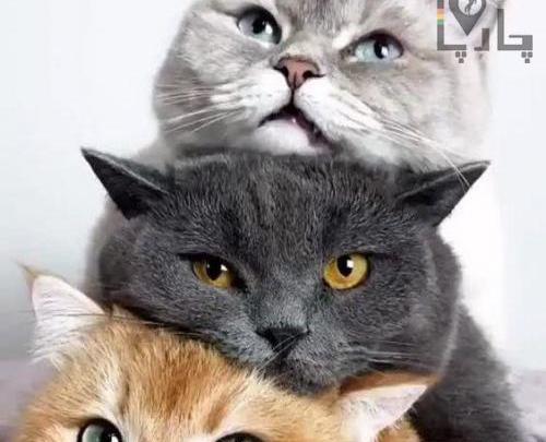 عکس و فیلم سگ سرابی