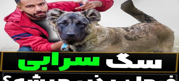 عکس و فیلم سگ سرابی