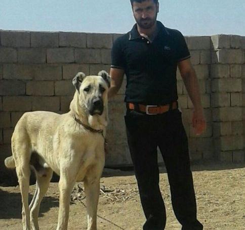 عکس سگ سرابی خفن
