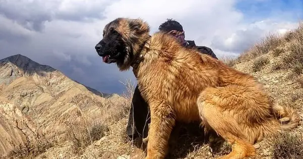 عکس سگ سرابی خفن