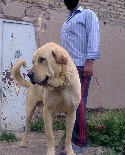 عکس سگ های عراقی سرابی