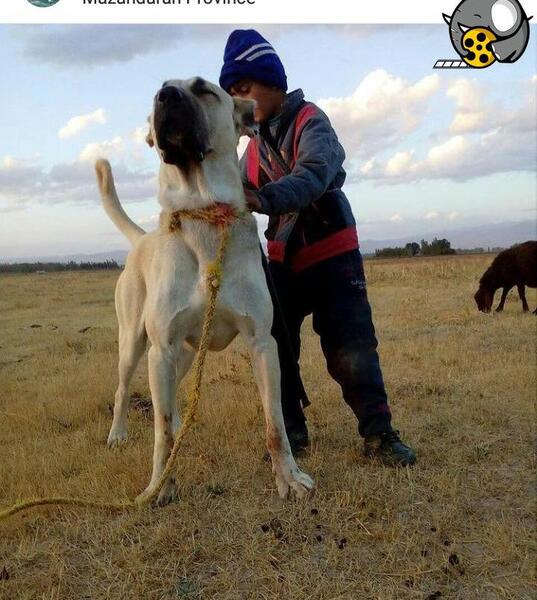 عکس سگ های عراقی سرابی