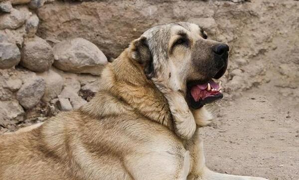 عکس تصویر زمینه سگ سرابی