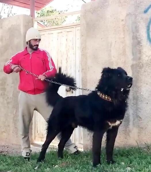 عکس تصویر زمینه سگ سرابی