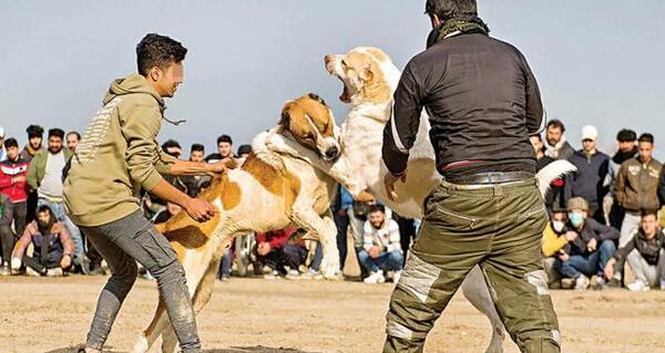 عکس سگ سرابی اصیل بزرگ جنگی