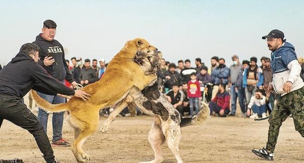 عکس سگ سرابی اصیل بزرگ جنگی