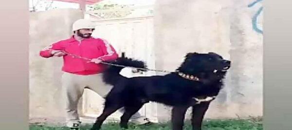 عکس سگ سرابی اصیل بزرگ جنگی