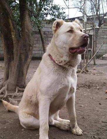 عکس سگ سرابی اصیل بزرگ جنگی