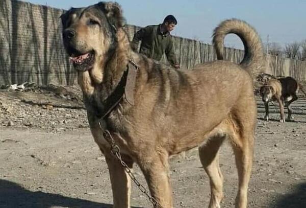 عکس سگ سرابی اصیل بزرگ جنگی