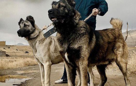 عکس سگ سرابی بزرگ جهان