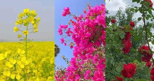 عکس نوشته گل زیبا جدید