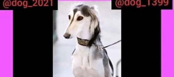 عکس سگ کانگال و سرابی