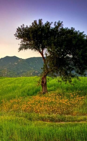 عکس پس زمینه گوشی تابستانی
