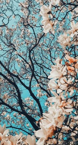 عکس پس زمینه شیک و خاص ایفون