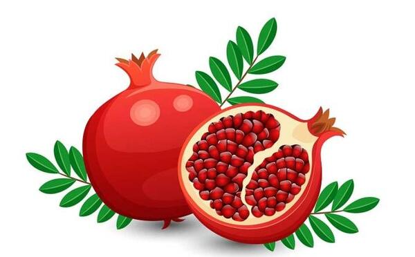 عکس انار نقاشی
