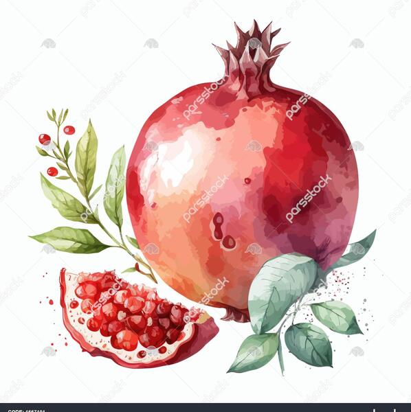 عکس انار نقاشی