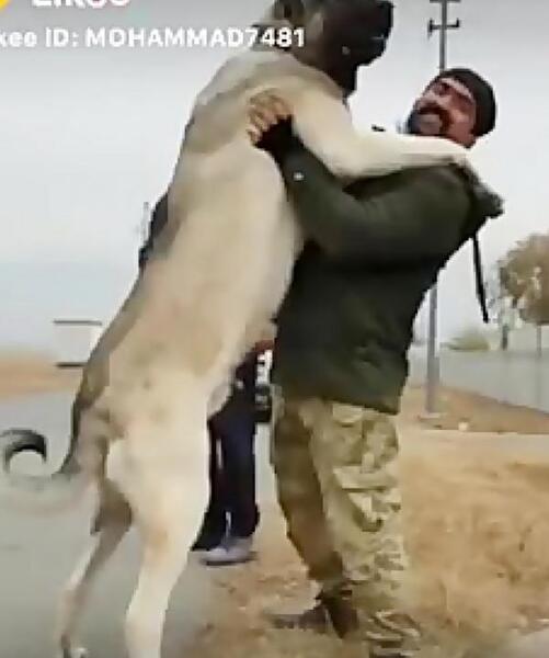 عکس سگ سرابی غول