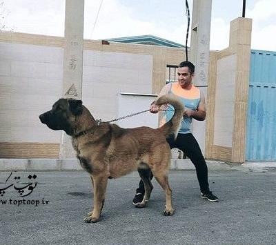 عکس سگ سرابی غول
