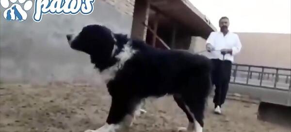 عکس سگ سرابی غول