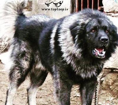 عکس سگ سرابی غول
