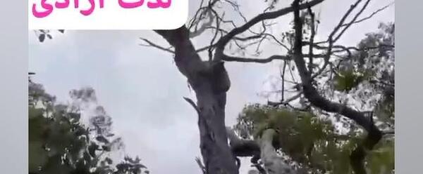 عکس سگ سرابی و دوبرمن