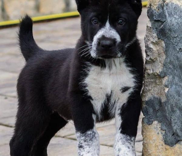 عکس توله سگ های سرابی