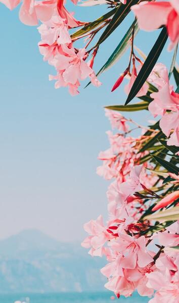 عکس پس زمینه گوشی تمام صفحه