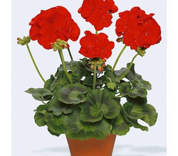 عکس پس زمینه گوشی آدیداس