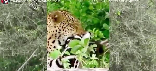 عکس سگ سرابی با پیت بول