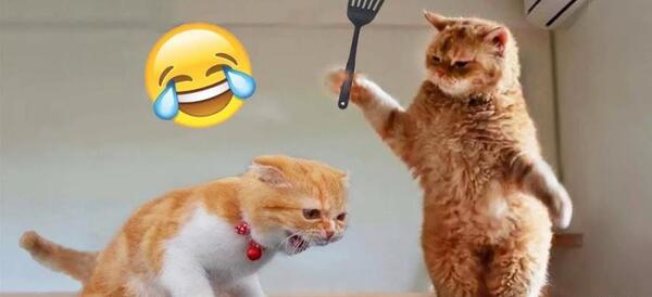عکس سگ سرابی با پیت بول
