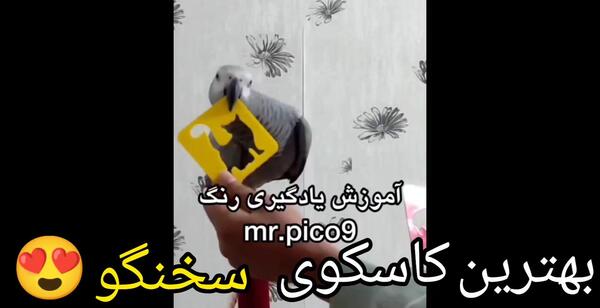 عکس سگ سرابی با پیت بول