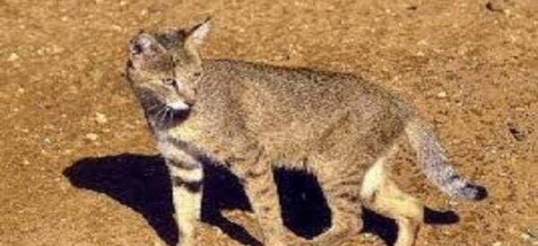 عکس عقاب همای رحمت