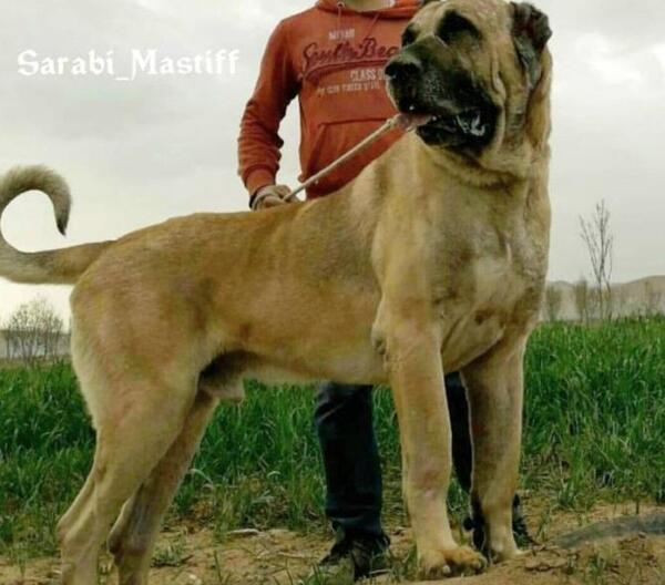 عکس سگ سرابی نژاد