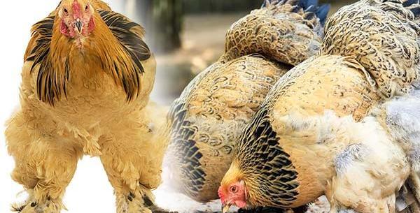 عکس چشم خروس