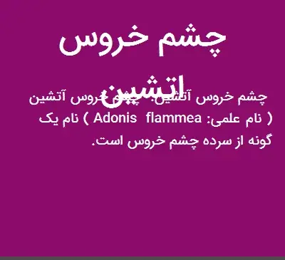 عکس چشم خروس