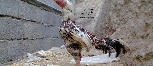 عکس چشم خروس