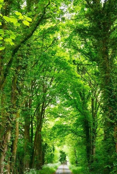 عکس پس زمینه گوشی جنگل