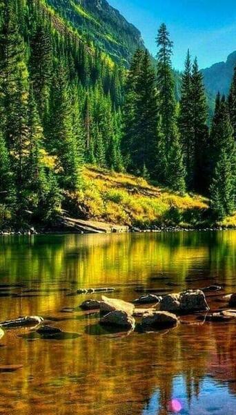 عکس پس زمینه گوشی جنگل