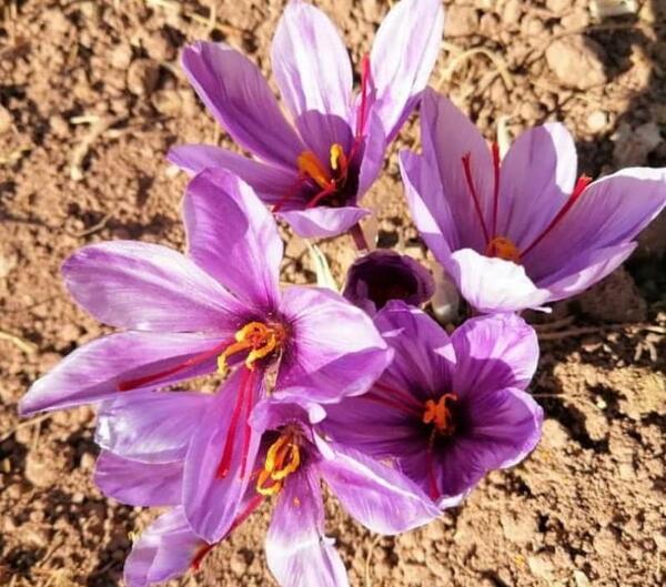 عکس کفش آدیداس طلایی